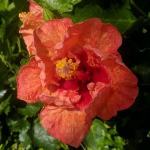 Meet your Posher, Eden